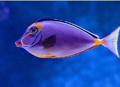 Ζώδια: Αφροδίτη στο ψάρι και Άρης στο Δίδυμο δημιουργούν αναταράξεις